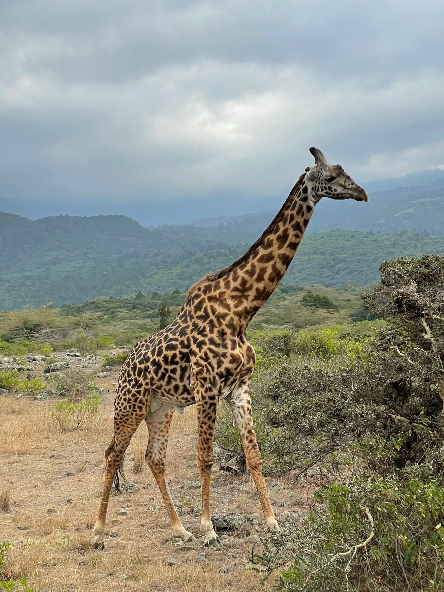 2109 Giraffe Tansania .jpeg